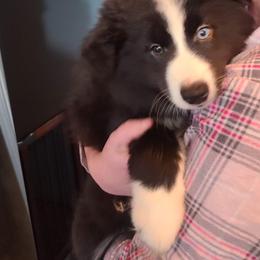Pomsky Puppies from Ultimate Pomskies LLC
