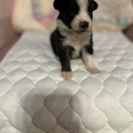 Girl 2 - Black tri female Miniature Australian Shepherd puppy in Doddridge, Arkansas from Huddleston Farm