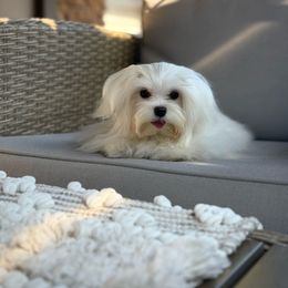 Maltese puppies from Leona's Maltese