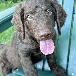 Slinky Dog - Chocolate male Goldendoodle puppy in Dayton, Ohio from Perks Court Doodles