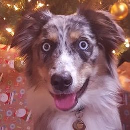 Sadie - Miniature Australian Shepherd