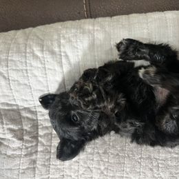 Chris - Black and silver male Miniature Schnauzer puppy in Big Point, Mississippi from Lorraine's Miniature Schnauzers