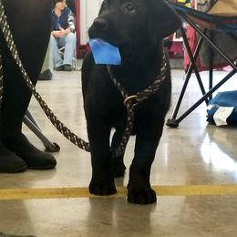 Labrador Retriever and Redbone Coonhound Puppies from Rimfire Kennels