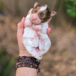 Anise - Red merle female Aussiedoodle puppy in Centreville, Mississippi from Trin's Designer Doodles