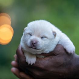Girl 1 - Cream female Shiba Inu puppy in Hephzibah, Georgia from Evenfalls Shiba Inu