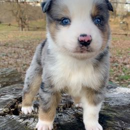 Miniature Australian Shepherd and Toy Australian Shepherd Puppies from Diamond M Toy & Mini Aussies