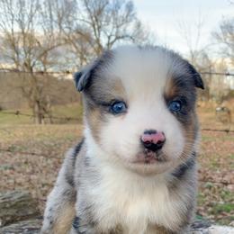 Miniature Australian Shepherd and Toy Australian Shepherd Puppies from Diamond M Toy & Mini Aussies