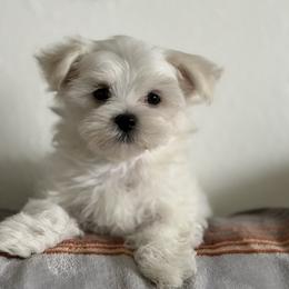 Ryder - White male Maltese puppy in Umatilla, Oregon from Rockin Rivers AKC Maltese & Malshi's