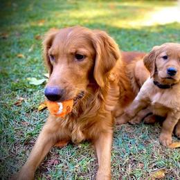 Golden Retriever Puppies from Rowan Retrievers