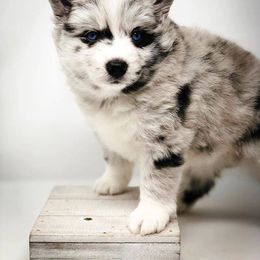 Pomsky Puppies from Pomskies 4 Dayz