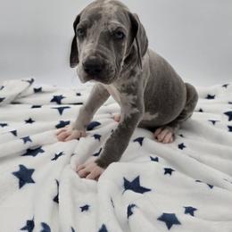 Duke - Merle male Great Dane puppy in Kannapolis, North Carolina from Carolina Great Danes & Toy Poodles