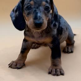 Willow - Dapple female Dachshund puppy in Porterville, California from Desert Dynasty