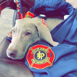 Weimaraner Puppies from North Georgia Weims