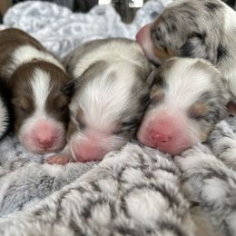 Australian Shepherd Puppies from WC Ranch