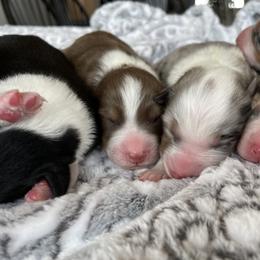 Australian Shepherd Puppies from WC Ranch