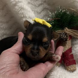 Female 3 - Black and tan female Yorkshire Terrier puppy in Lexington, North Carolina from Silver Valley Yorkies