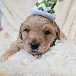 Bamm Bamm - Red  male Goldendoodle puppy in Casa Grande, Arizona from Curls and Camo Pups