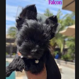 Falcon - Black and gold male Yorkshire Terrier puppy in Patterson, California from Luxe Yorkies of Central Valley