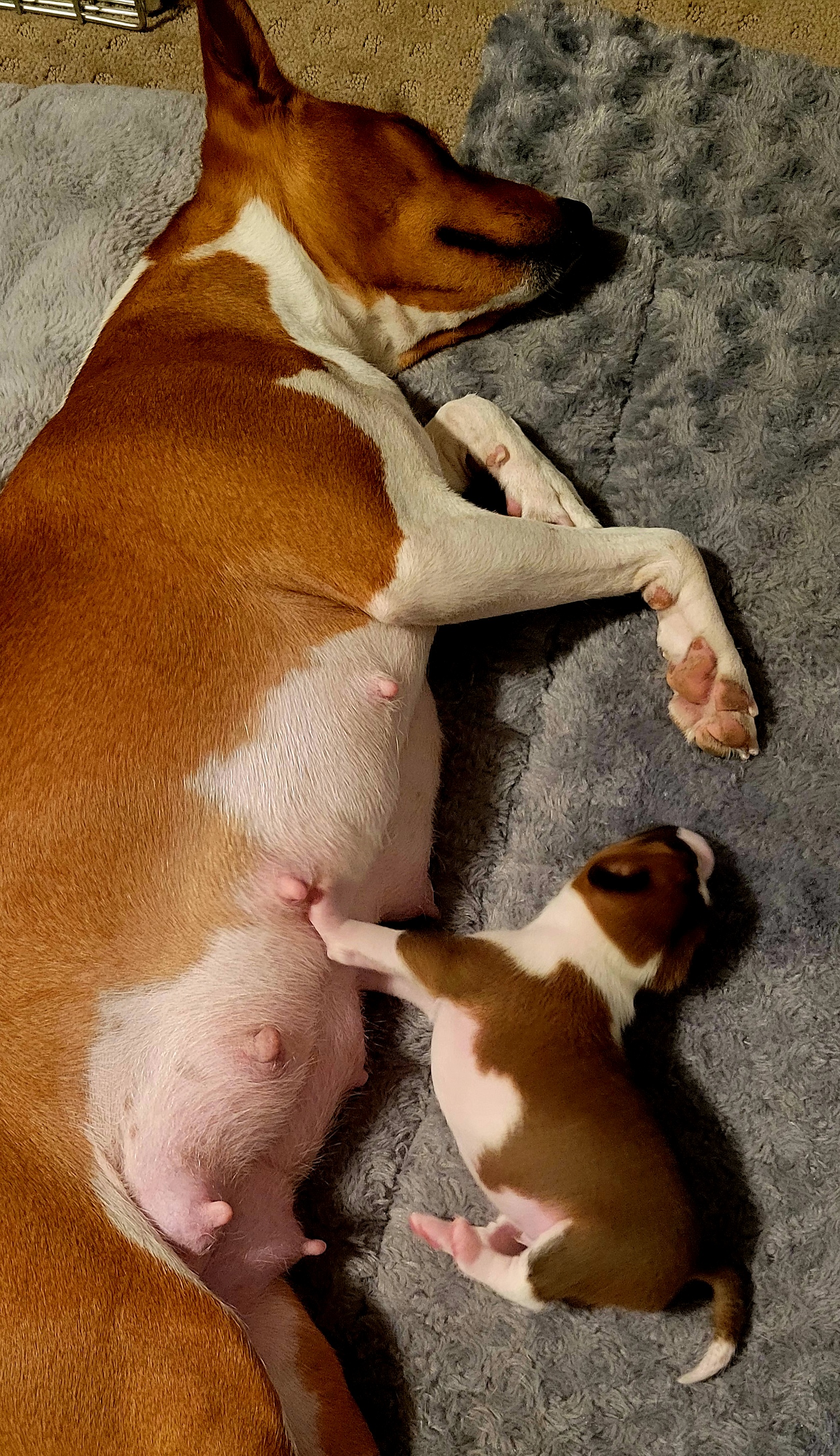 Basenji Puppies from Maererano Basenjis