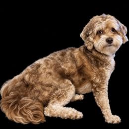 Daisy - Shihpoo