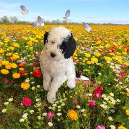 Splash - Parti male Goldendoodle puppy in Murrieta Ca, California from Gloria's Goldendoodles