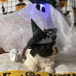 CKC Boy 5 - Liver and white male Shih Tzu puppy in Houston, Texas from Paws n Claws