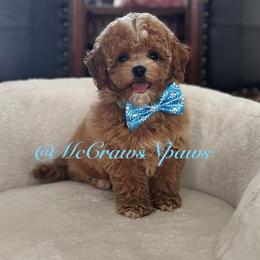 Cavapoo and Maltipoo Puppies from McCraws N Paws