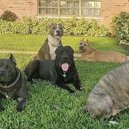 American Bullies from Khal Kennels