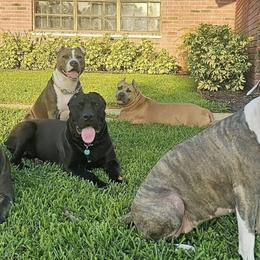American Bullies from Khal Kennels