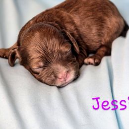 Jessica - Sable female Cockapoo puppy in Perry, Arkansas from Parker's Cockapoos