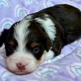 Felicia - Chocolate female Havanese puppy in Wappapello, Missouri from Titanium Havanese LLC