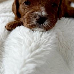 Ruby - Red female Cavapoo puppy in Gilbert, Arizona from Arizona Toy Cavapoos – Health‐Tested & Home‐Raised