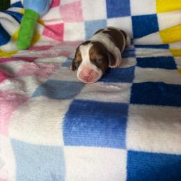 Harry - Piebald male Dachshund puppy in Lake City, Florida from My Ditzy Doxies of Florida