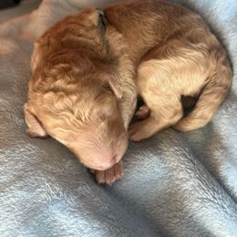 Gray - Apricot male Poodle puppy in Redlands, California from LEI Kennels