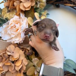 Buck 3750 - Chocolate and cream male Dachshund puppy in Mayville, Michigan from Teenie Little Hearts