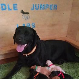 Labrador Retriever Puppies from Puddle Jumper Labs