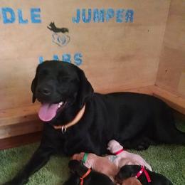 Labrador Retriever Puppies from Puddle Jumper Labs