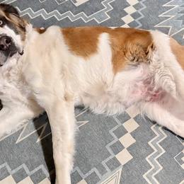 Great Pyrenees and Saint Bernards from BloodlineRanch St. Berdoodles & Pyredoodles