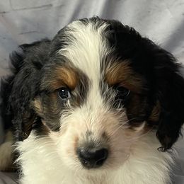 1 - Black tri-color female Aussiedoodle puppy in Tenino, Washington from Silvercreek Aussies and doodles