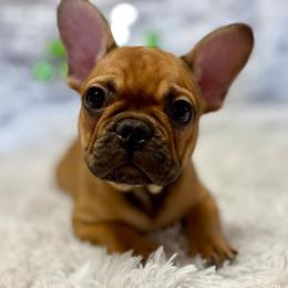 Heath - Fawn male French Bulldog puppy in Colorado from NOCO French Bulldogs