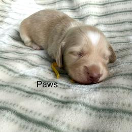 Paws - Cream male Dachshund puppy in Janesville, California from Elysian Creek Doxies