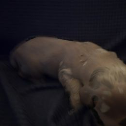 Goldendoodle Puppies from Spirited Doodles