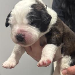 Saint Bernard Puppies from M&R SKYHAVEN SAINTS