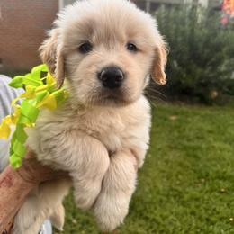 Girl Green - Light golden female Golden Retriever puppy in Chesapeake, Virginia from Goldilocks Golden Retrievers