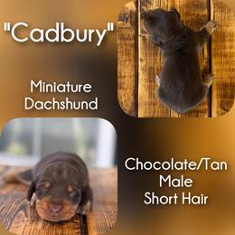 Cadbury - Chocolate and tan male Dachshund puppy in London, Kentucky from Steele Half Acre Homestead