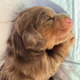 Mr Darcy - Dapple male Dachshund puppy in Lake Mary, Florida from Lakeside Doxies