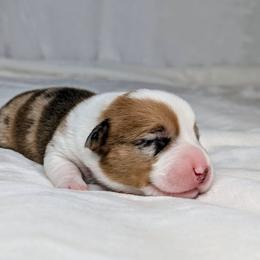 Pigpen - Red merle and white male American Corgi puppy in Clarksville, Tennessee from Cold Creek Family Farm LLC