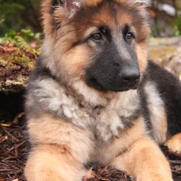 German Shepherd Puppies from Alexanderhof Kennels