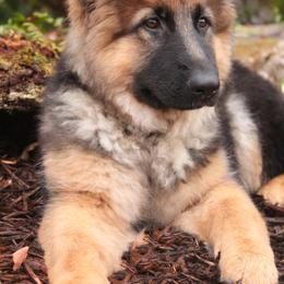 German Shepherd Puppies from Alexanderhof Kennels