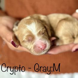 Crypto - Apricot male Australian Labradoodle puppy in Morgan Hill, California from Loving Labradoodle